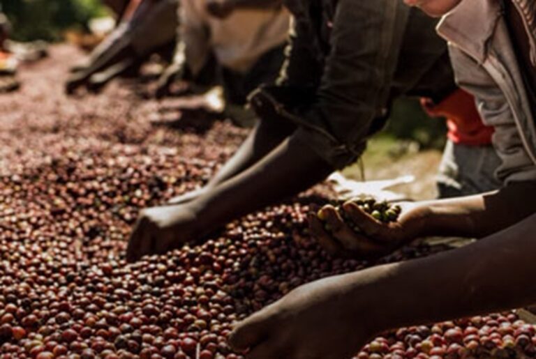 El café brasileño involucra trabajo forzoso, según denuncias ante EE.UU.