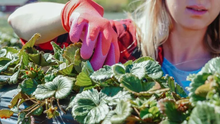 Mujer trabajando en un cultivo agrícola en una comunidad rural, imagen utilizada para ilustrar el impacto de las emprendedoras rurales en el crecimiento económico, el desarrollo local y la generación de empleo.