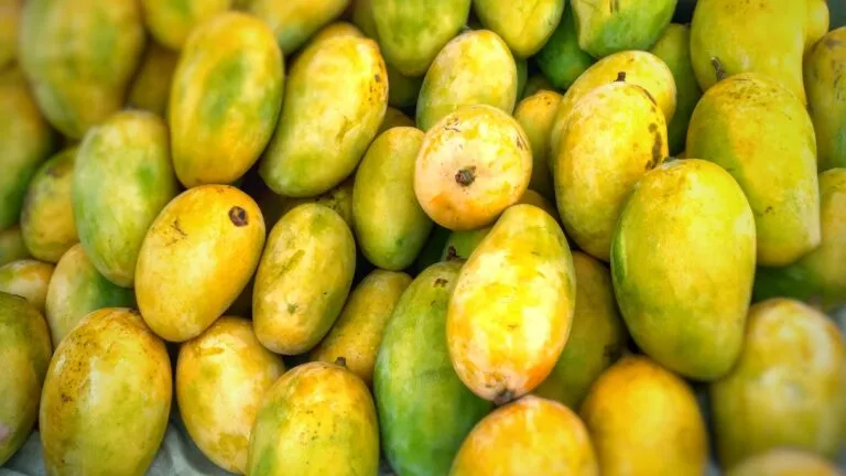 Mangos frescos listos para exportación en México, uno de los principales productores y exportadores del mundo.