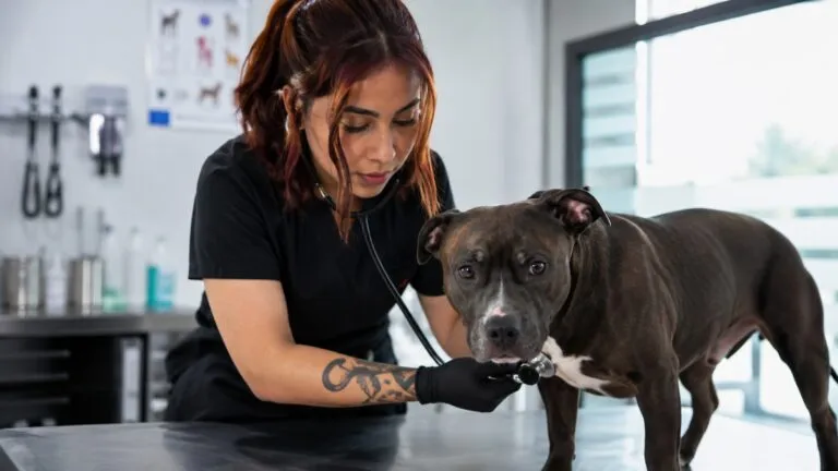 Mujeres veterinarias ganan espacios en México y convierten su vocación por los animales en una profesión