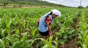 Mujeres del campo en México fortalecen sus derechos sobre tierra, autonomía y participación comunitaria