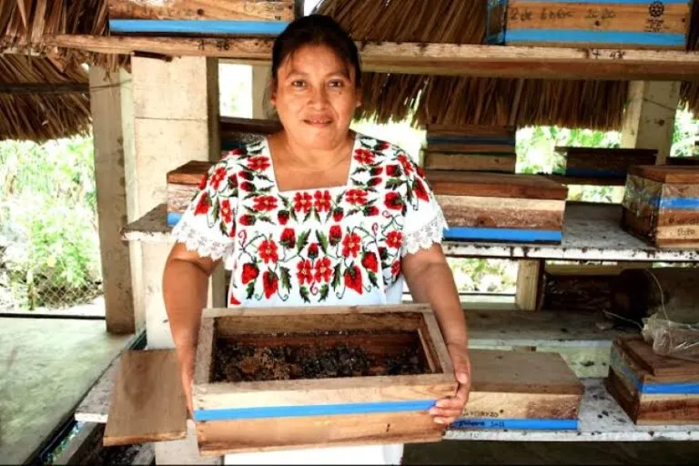 Mujeres de Yucatán trabajan con miel melipona para mejorar su comercialización y fortalecer sus ingresos.